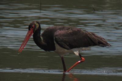 Cigogne noire