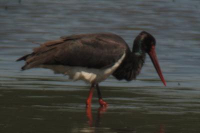 Cigogne noire