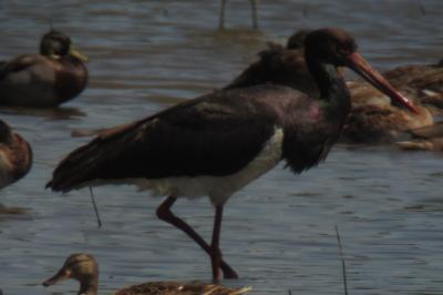 Cigogne noire
