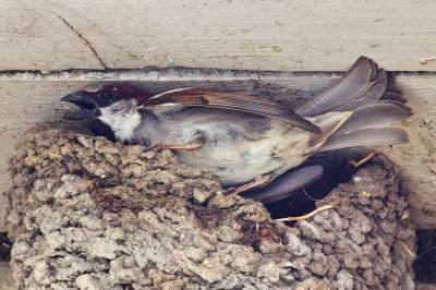 Passer domesticus