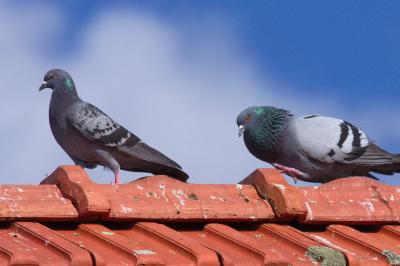 Pigeon biset