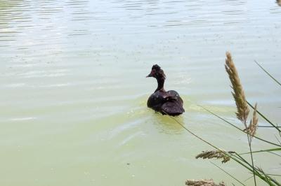 Canard musqué
