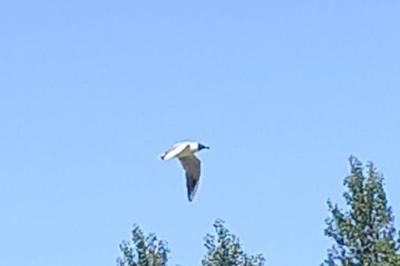 Mouette rieuse