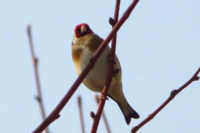 Chardonneret élégant