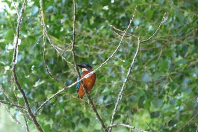 Alcedo atthis