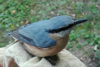 Sitta europaea