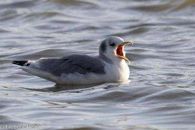 Mouette tridactyle