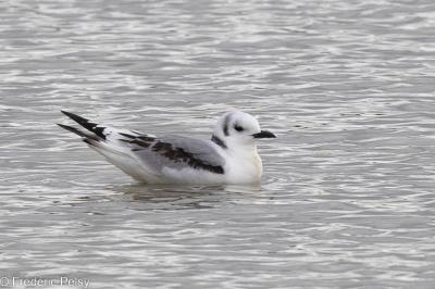 Mouette tridactyle