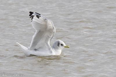 Mouette tridactyle