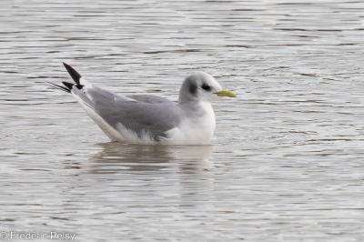 Mouette tridactyle