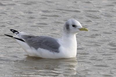 Mouette tridactyle