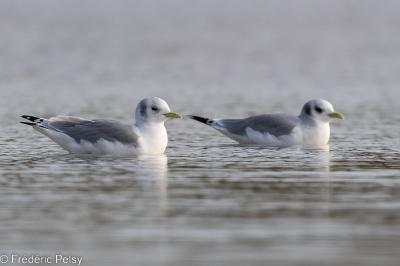 Mouette tridactyle
