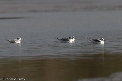 Mouette tridactyle