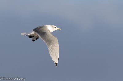 Mouette tridactyle