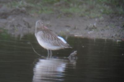 Limosa lapponica