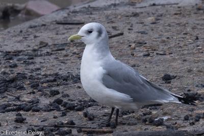 Mouette tridactyle