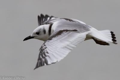 Mouette tridactyle