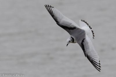 Mouette tridactyle