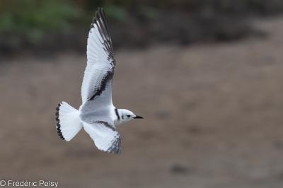 Mouette tridactyle