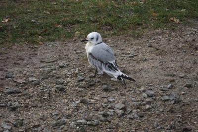 Mouette tridactyle