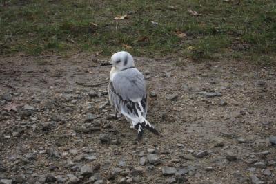 Mouette tridactyle