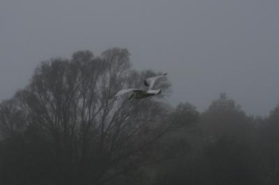 Mouette tridactyle