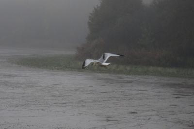 Mouette tridactyle
