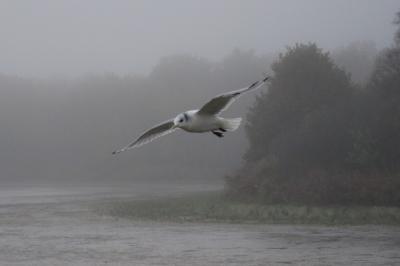 Mouette tridactyle