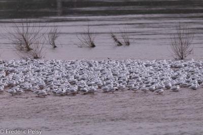 Mouette rieuse