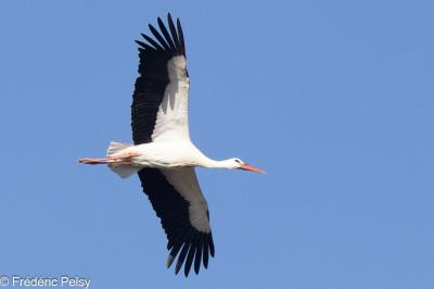 Cigogne blanche