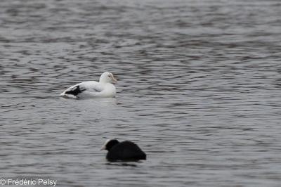 Fulica atra