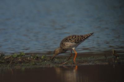 Calidris pugnax