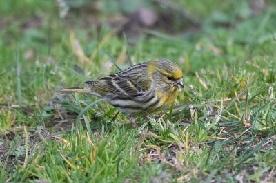 Serin cini