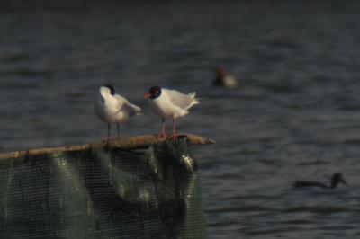 Mouette mélanocéphale