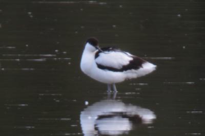 Avocette élégante