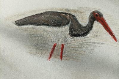 Cigogne noire