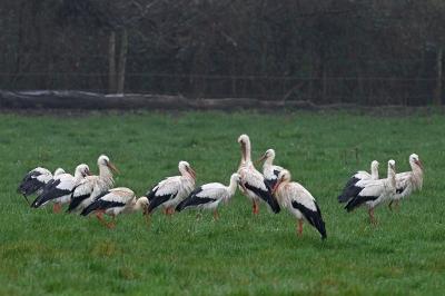 Cigogne blanche
