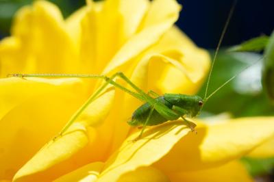 <i>Phaneroptera</i>