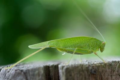 <i>Phaneroptera</i>
