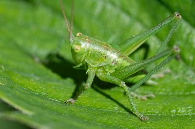 Grande Sauterelle verte