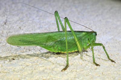 Grande Sauterelle verte