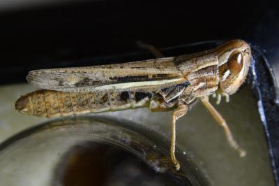 <i>Euchorthippus elegantulus</i>