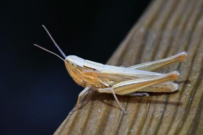 <i>Euchorthippus elegantulus</i>