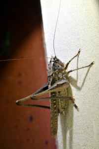 Decticelle côtière