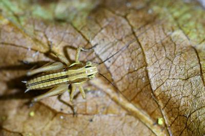 <i>Roeseliana roeselii</i>