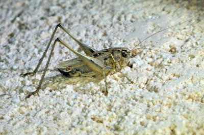 Decticelle carroyée