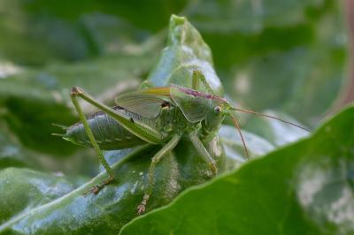Grande Sauterelle verte