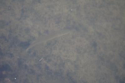 Brochet