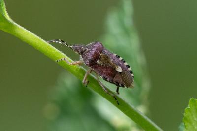 <i>Dolycoris baccarum</i>