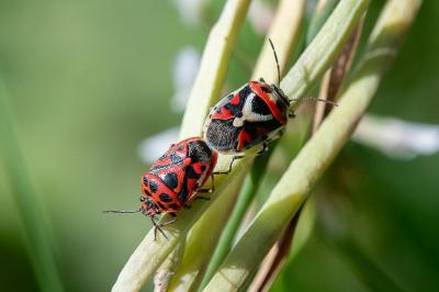 <i>Eurydema ornata</i>